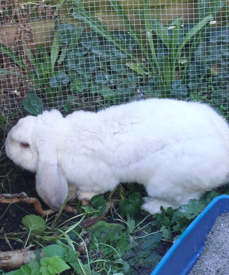 Kanin, Fransk Vædder, 2 år