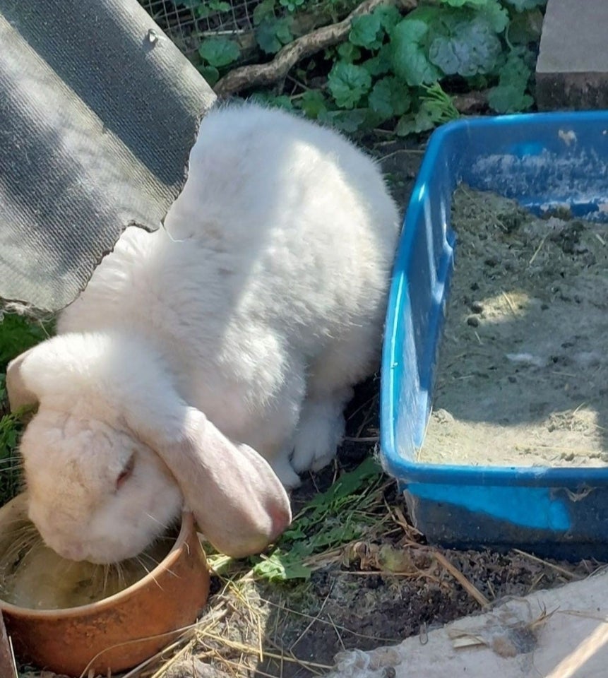 Kanin, Fransk Vædder, 2 år