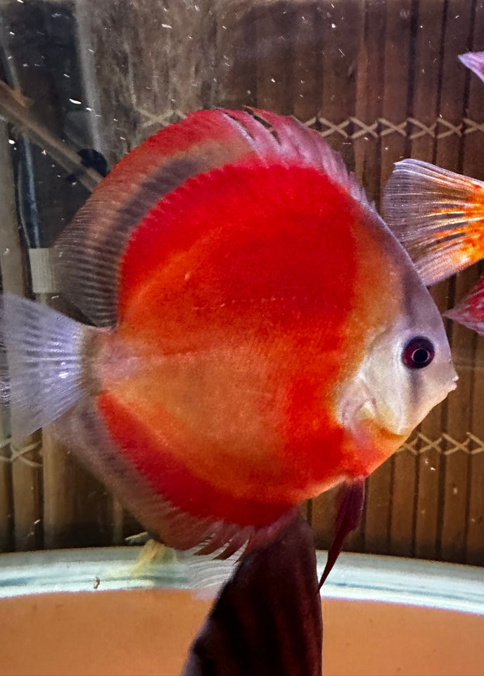 Discus 2 stk