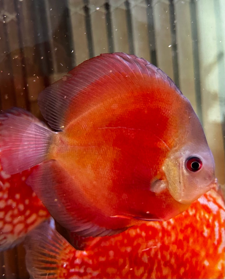 Discus 2 stk