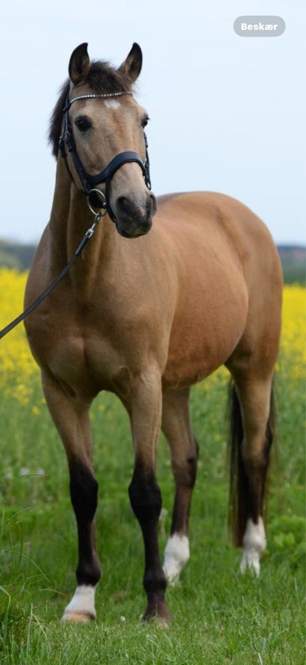 Tysk Pony vallak 20 år