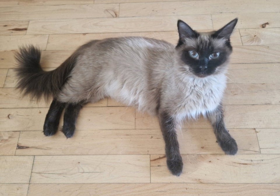 Hunkat Ragdoll hun kat 2 år