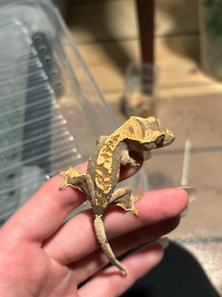 Gekko, Kronegekko