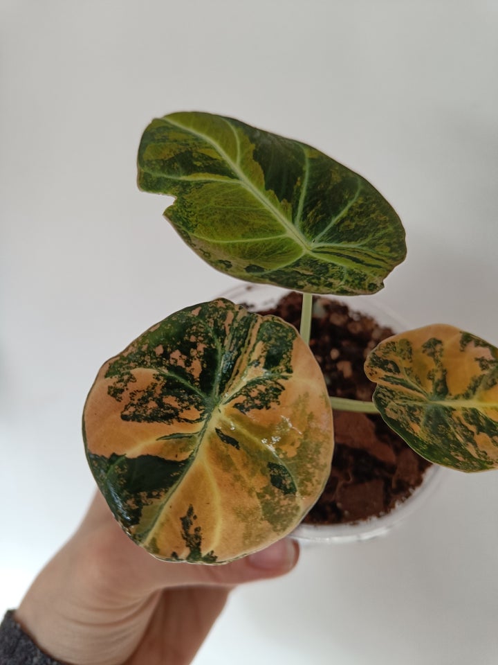 Alocasia, Black velvet gold