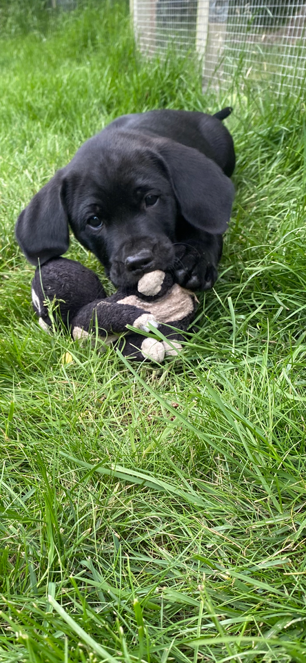 Labrador/hønsehund hvalpe 4