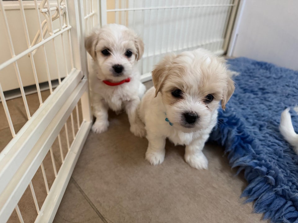 Coton de tulear / bomuldshund,