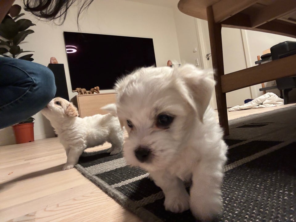 Coton de tulear / bomuldshund,