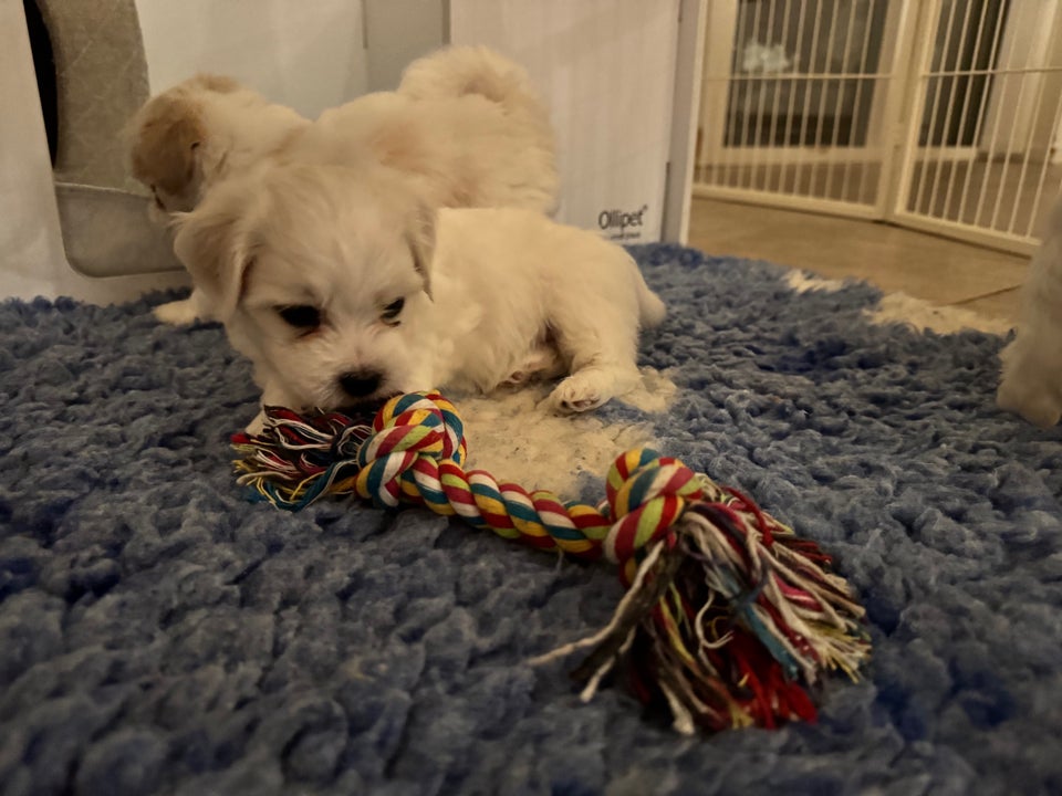 Coton de tulear / bomuldshund,