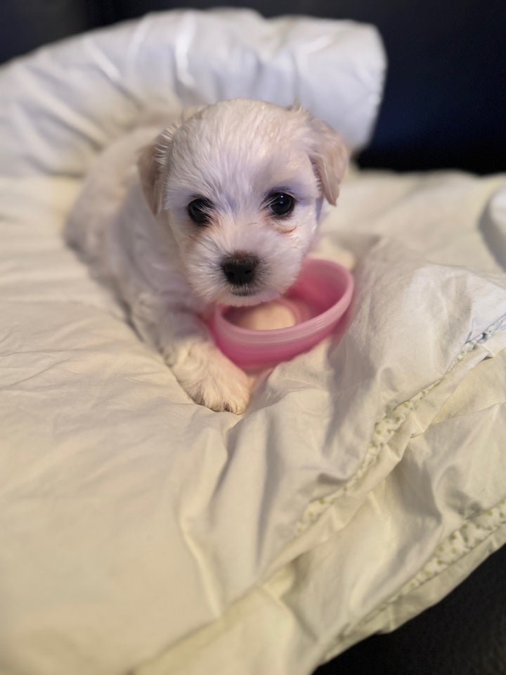 Coton de tulear / bomuldshund,