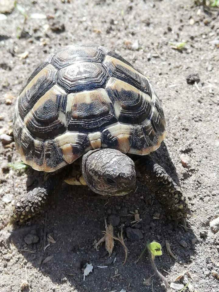 Skildpadde, Græsk