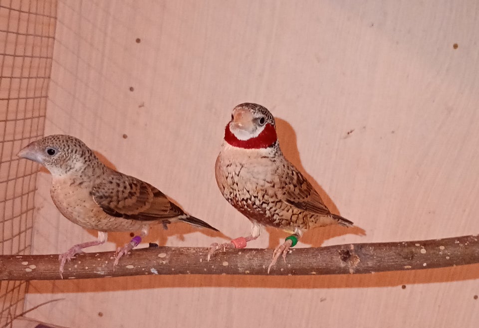 Finke, Båndfinke, 1 år