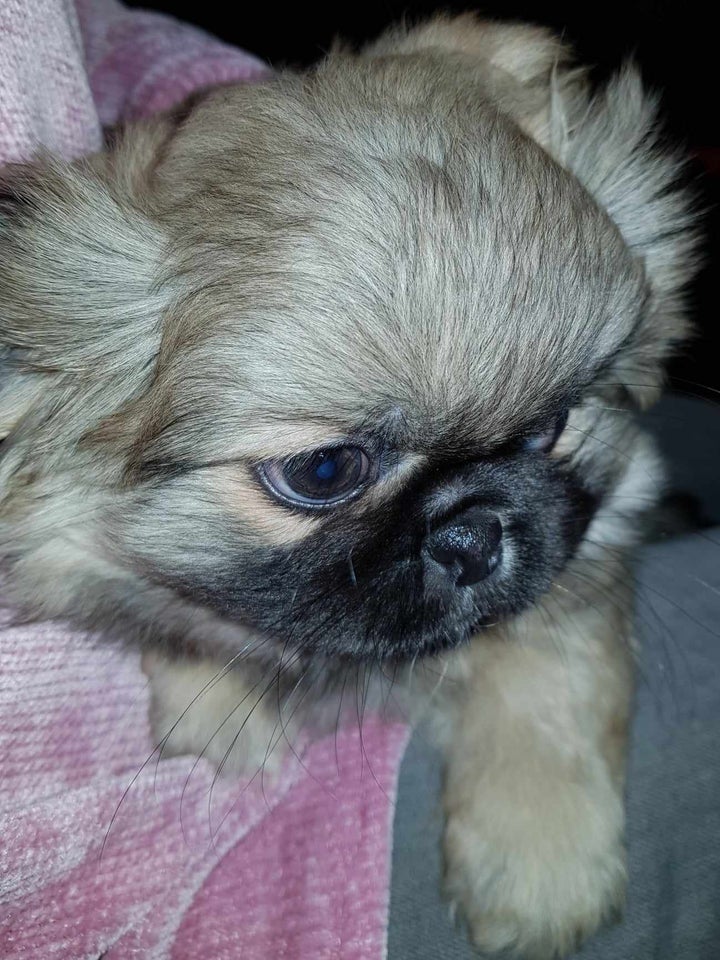 pekingeser , hvalpe, 8 uger