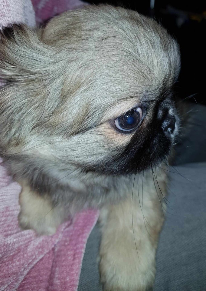 pekingeser , hvalpe, 8 uger