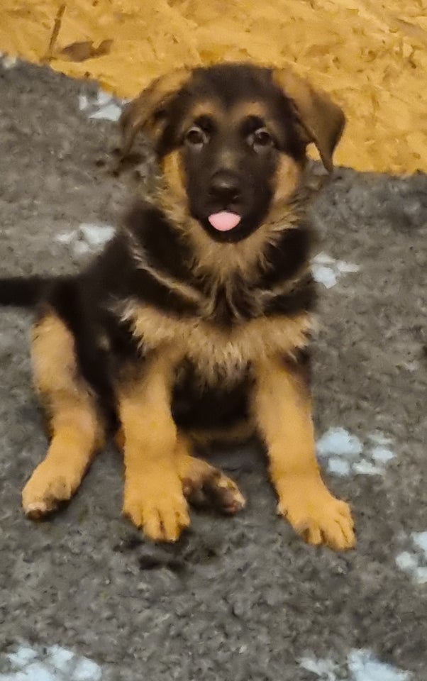 Stockhåret ægte Schæfer, hund, 10