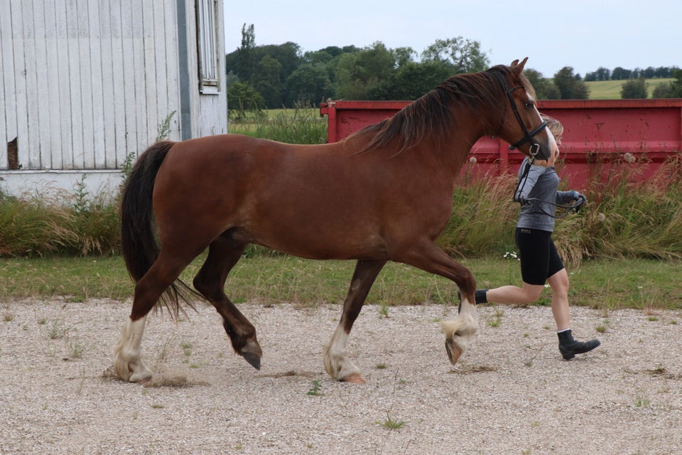 Welsh Cob vallak 6 år