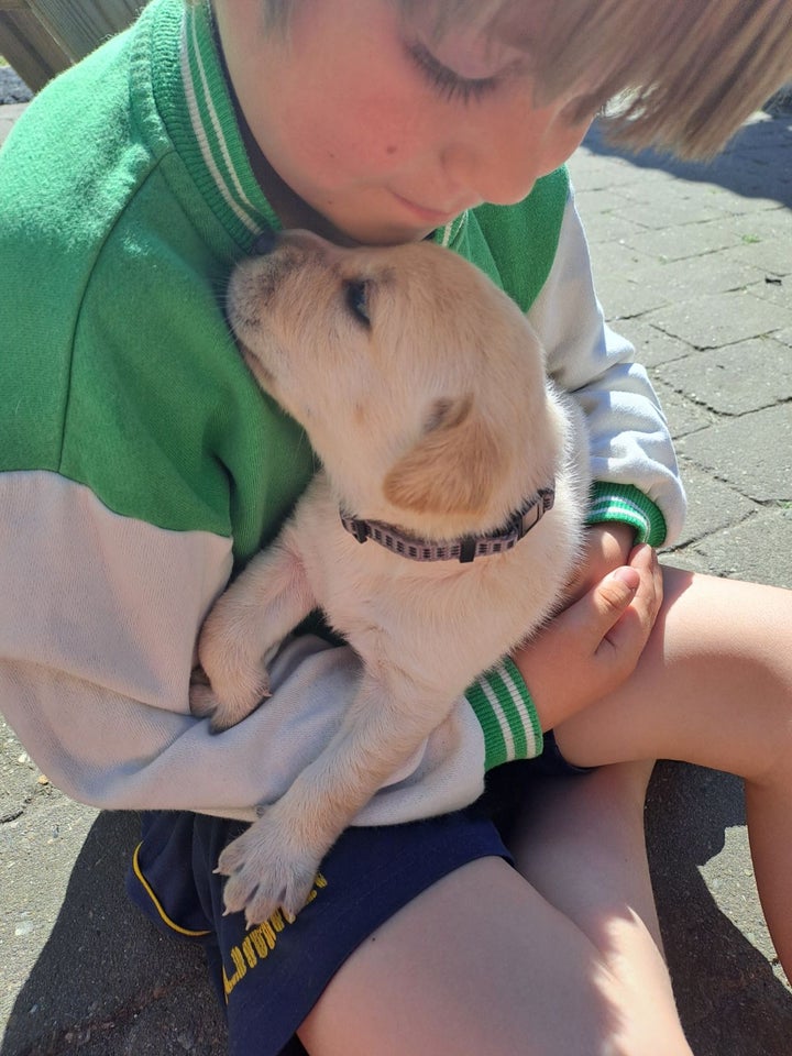 Labrador hvalpe med stamtav