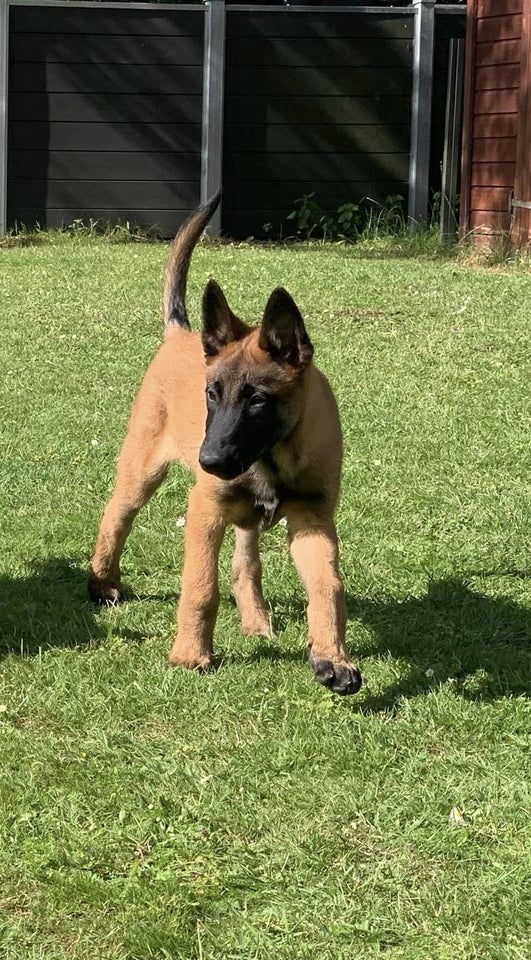 Malinois