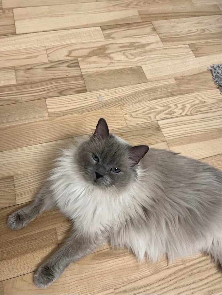 Hunkat, Ragdoll , 3 år