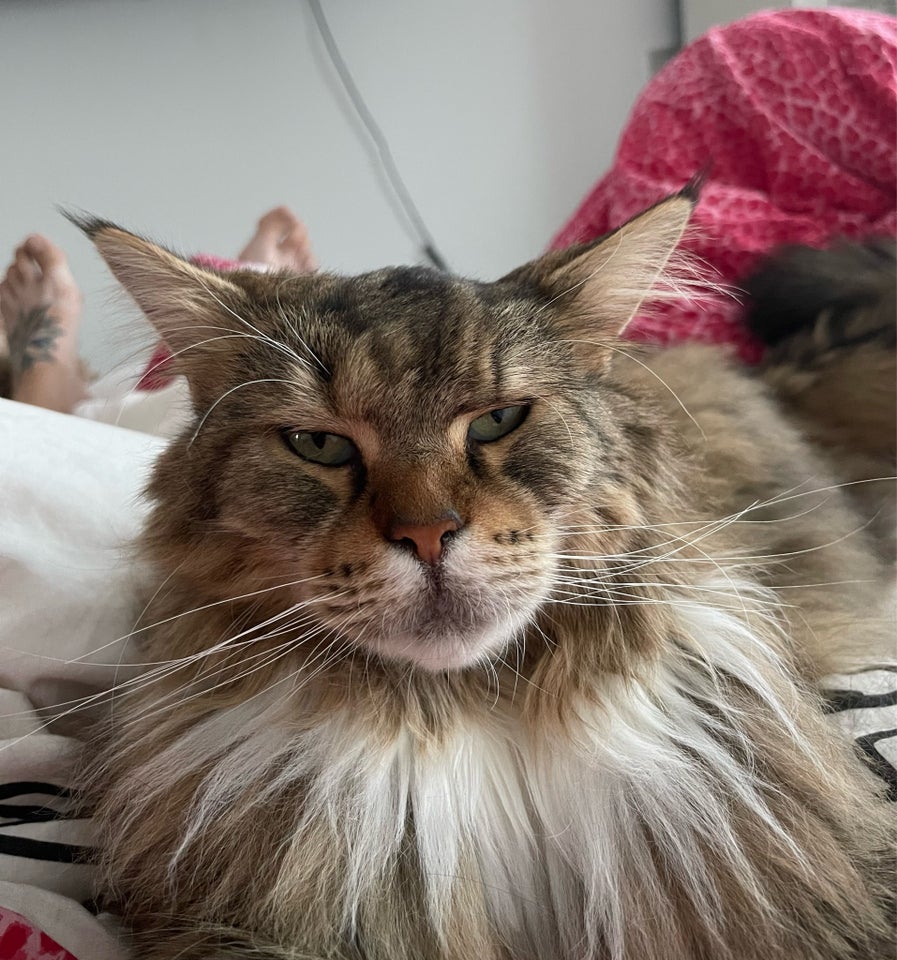 Hankat Maine coon  1 uge