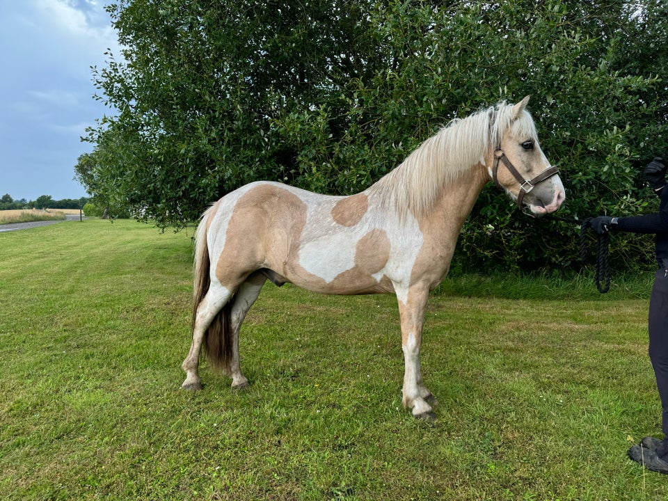 Islænder vallak 8 år