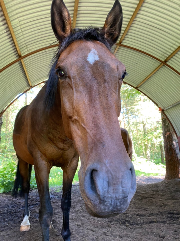 Holstener, hoppe, 10 år