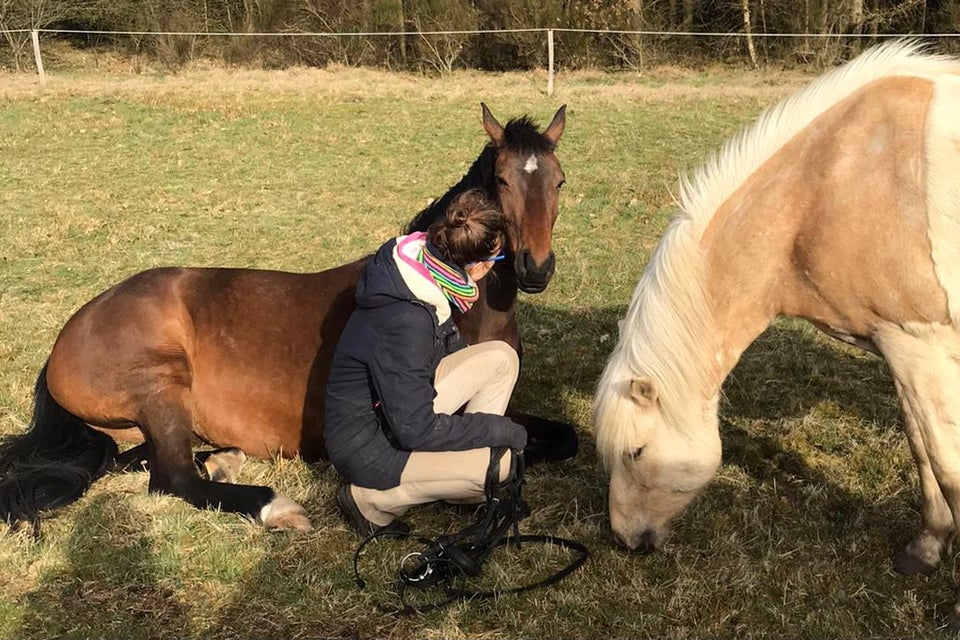 Holstener, hoppe, 10 år