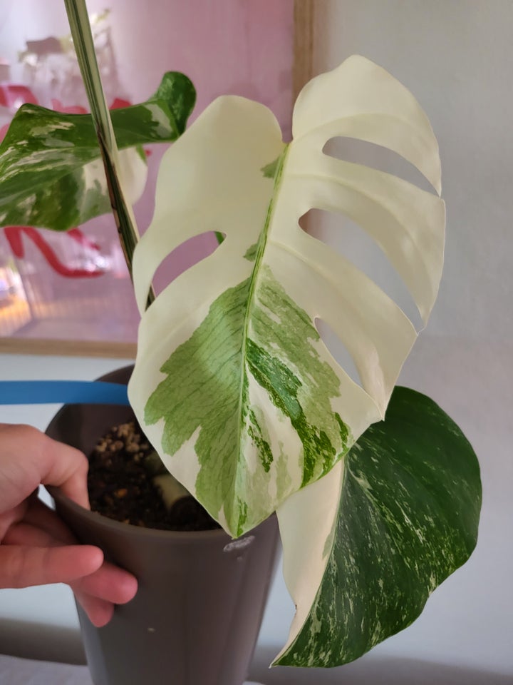 Monstera albo variegata / broget