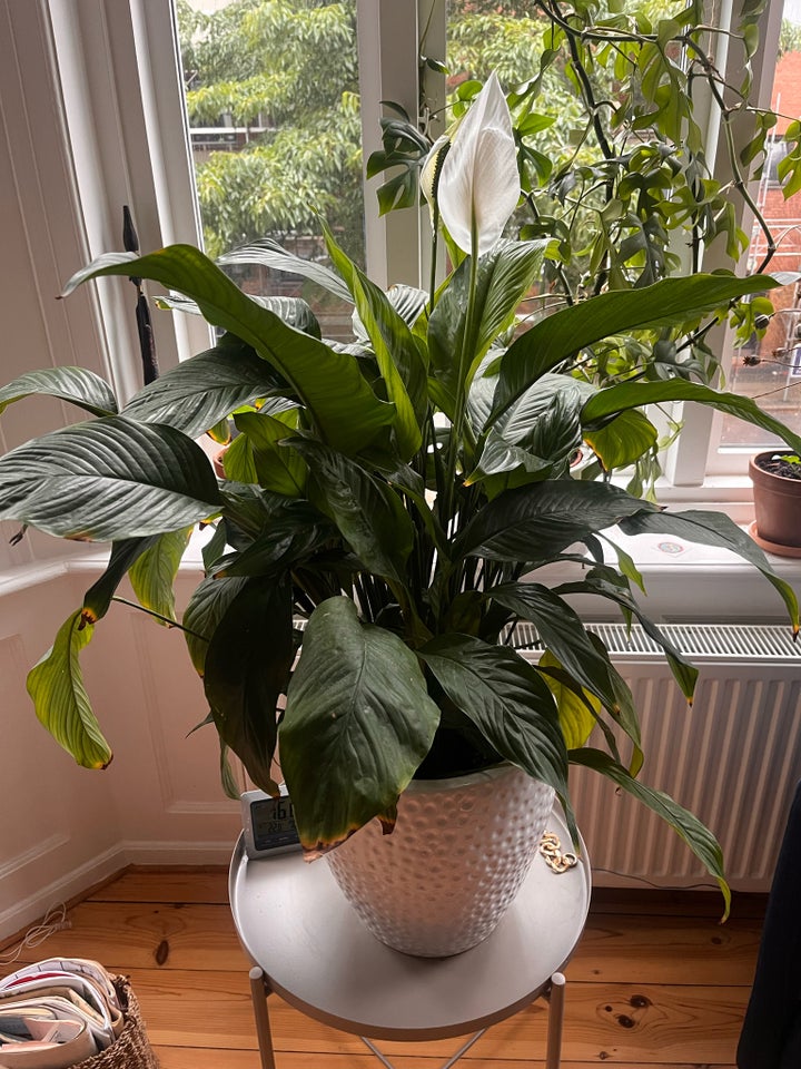 Fredslilje Spathiphyllum