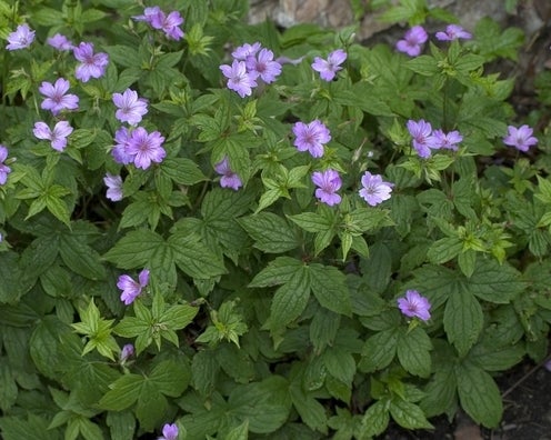 Geranium Nodosum , Storkenæb der