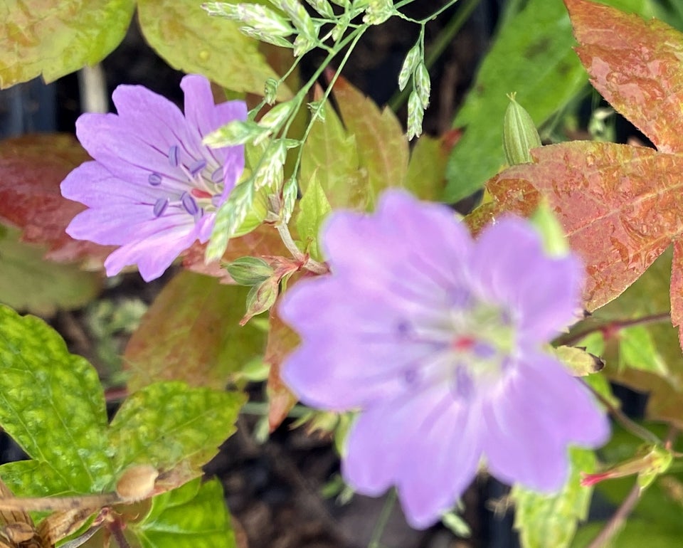 Geranium Nodosum , Storkenæb der