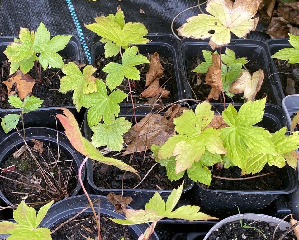 Geranium Nodosum , Storkenæb der