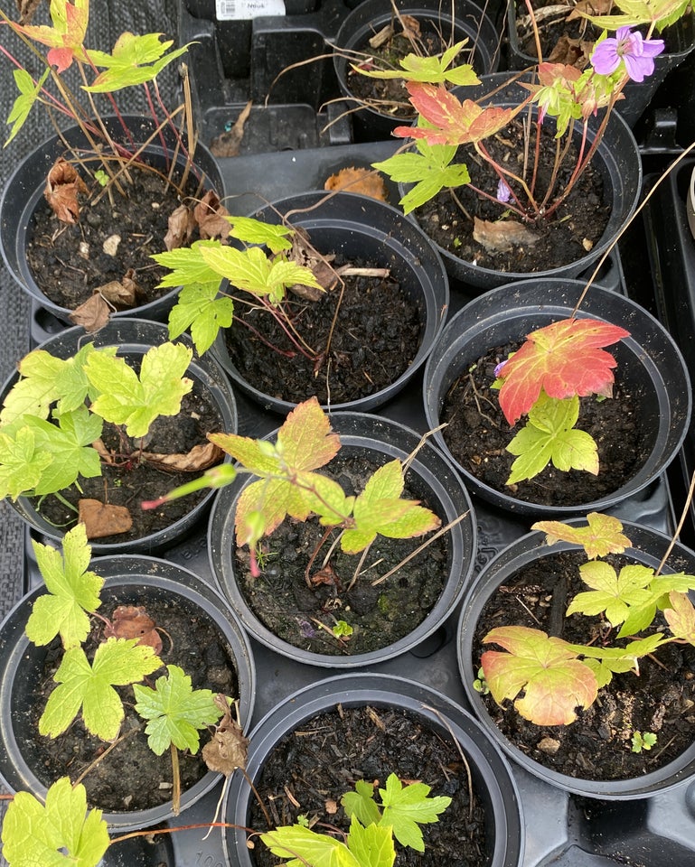 Geranium Nodosum , Storkenæb der