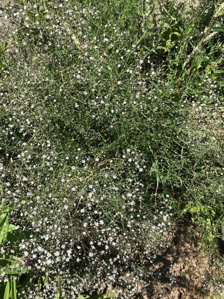 Staude / brudeslør plante