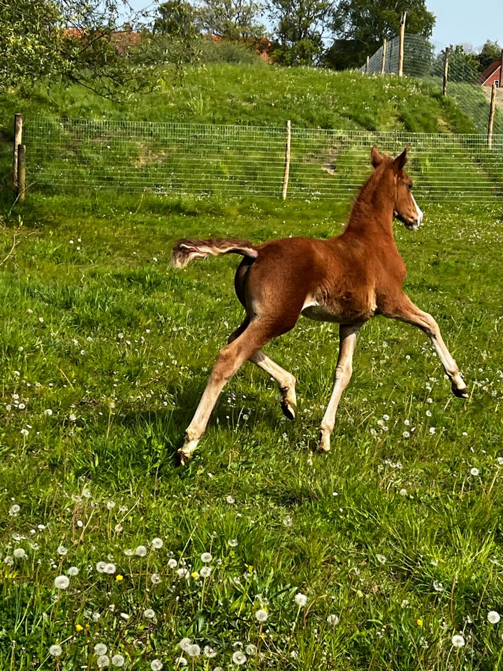 Frederiksborg hoppe 0 år