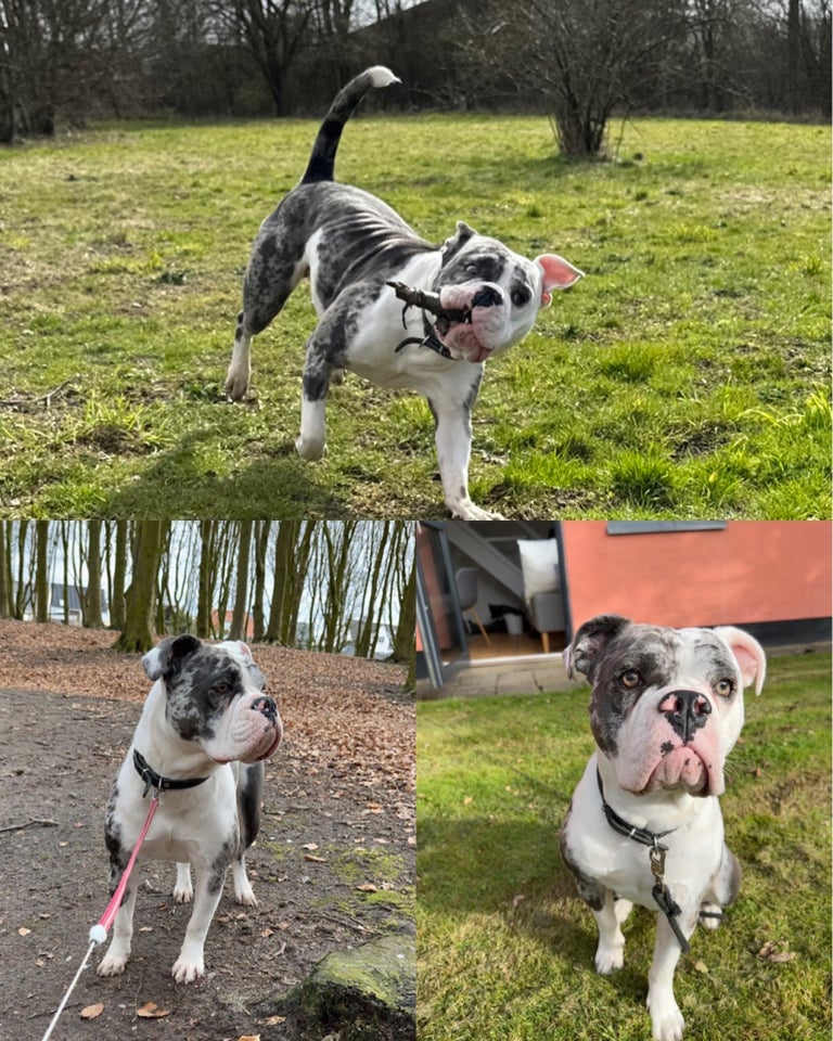 Old english bulldog flere hvalpe