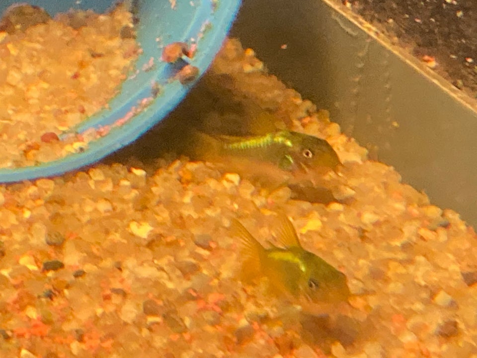 Corydorras Cw09 GREEN STRIP