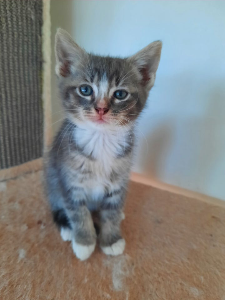 Hankilling, Ragdoll/ maine-coon,