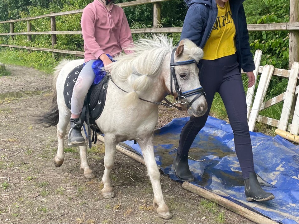 Blanding vallak 5 år