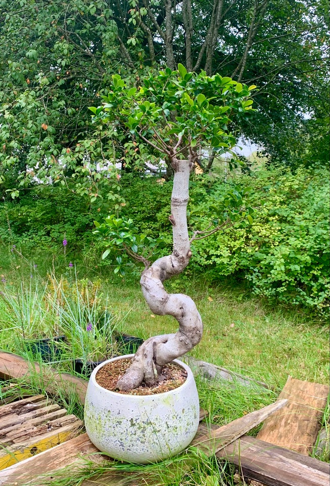 Bonsai Ficus Ginseng Microcarpa ,