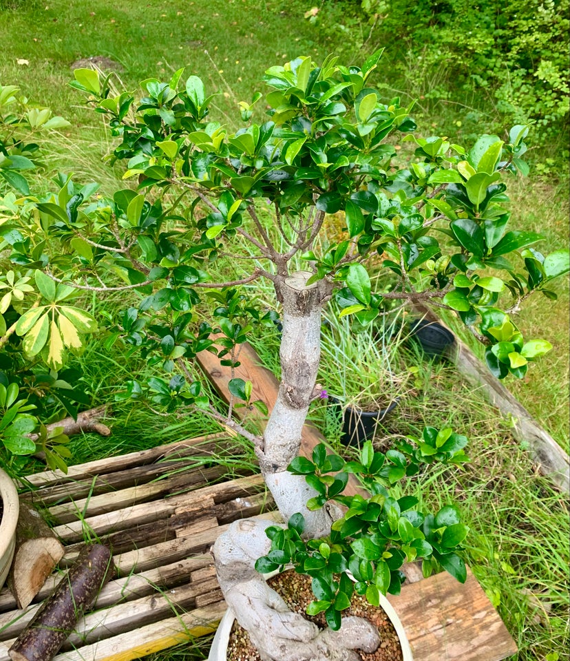 Bonsai Ficus Ginseng Microcarpa ,