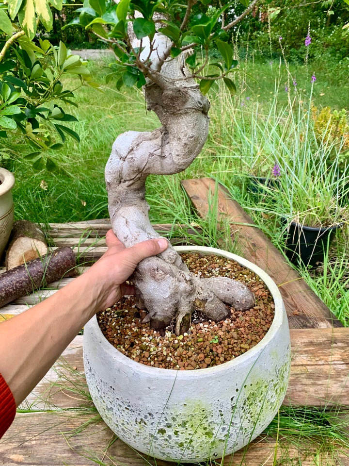 Bonsai Ficus Ginseng Microcarpa ,