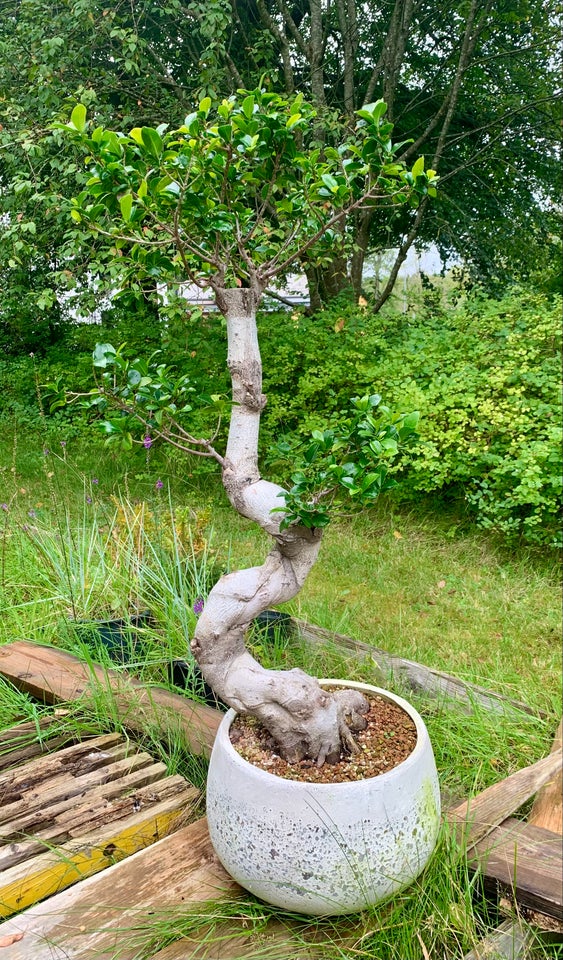 Bonsai Ficus Ginseng Microcarpa ,