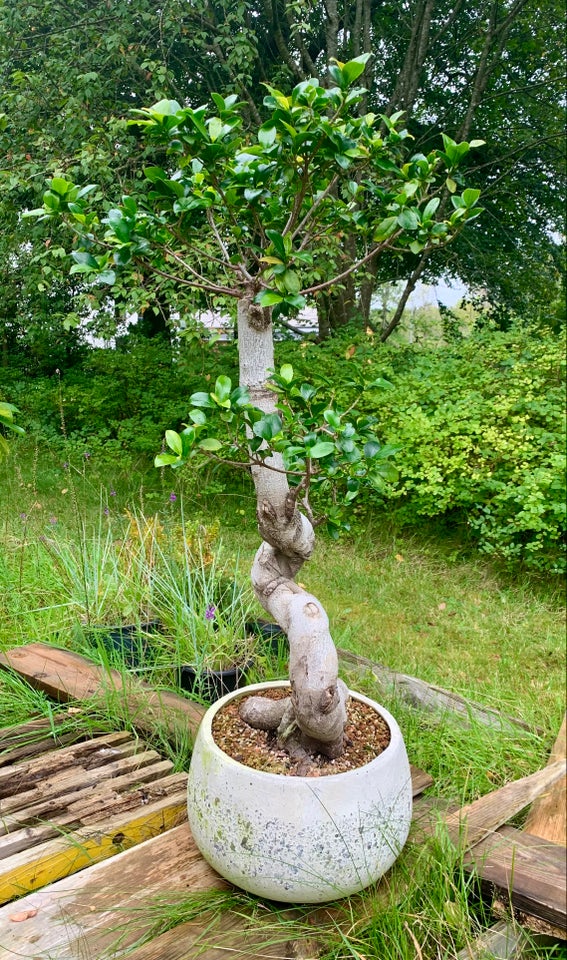 Bonsai Ficus Ginseng Microcarpa ,