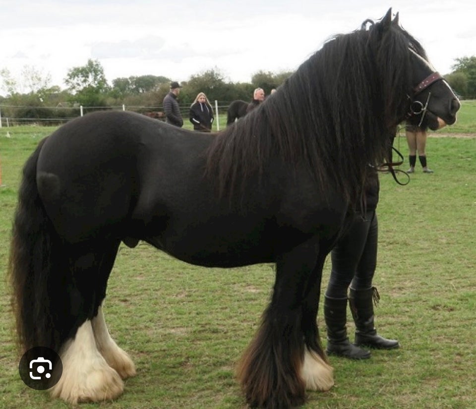 Stort sort Irish Cob hingst