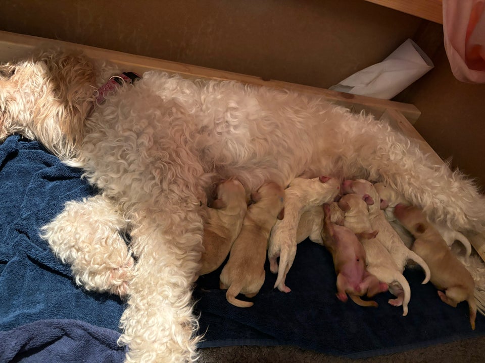 Cockerpoo/Golden Doodle F1