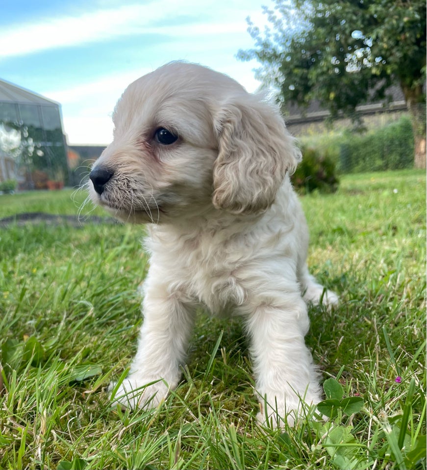 Cavapoo F1b hvalpe 7 uger