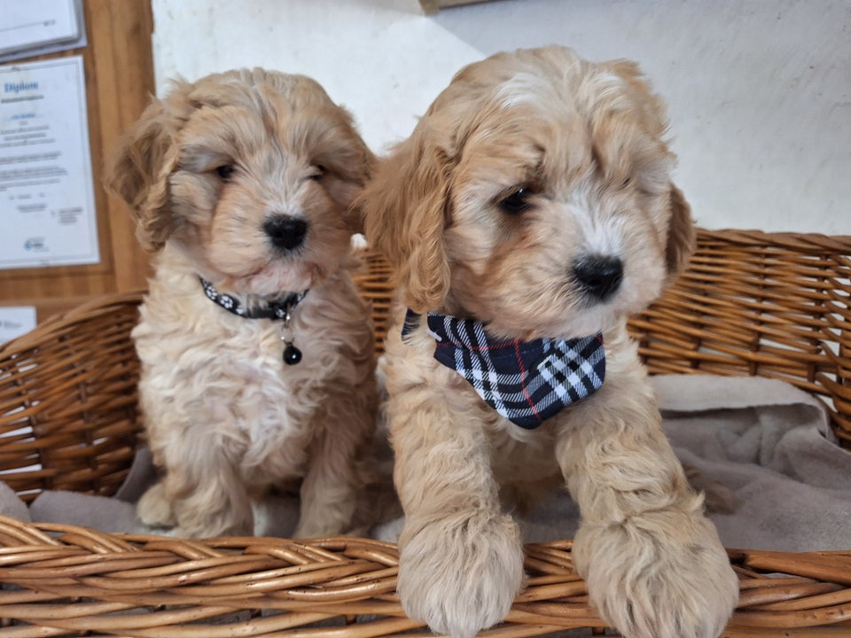 Cavapoo hvalpe 8 uger