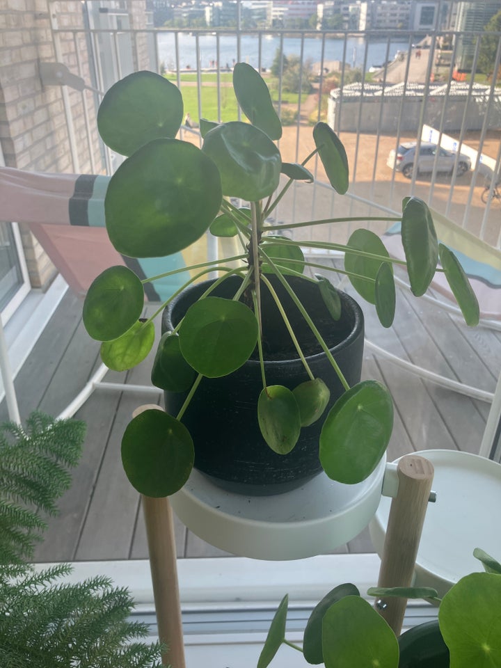 Chinese money plant