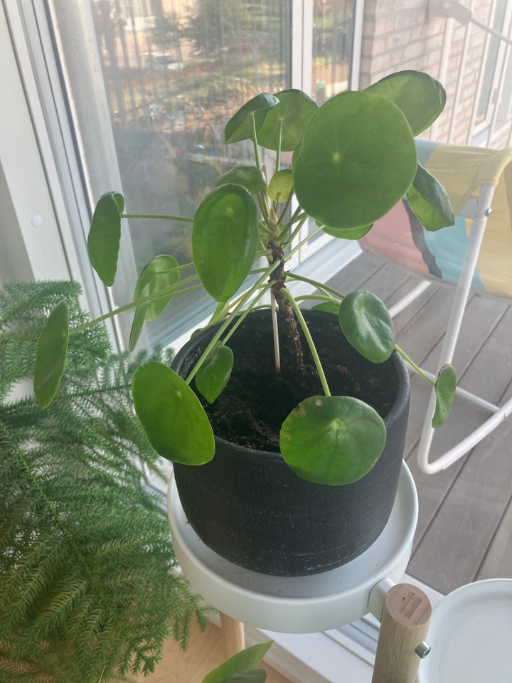 Chinese money plant