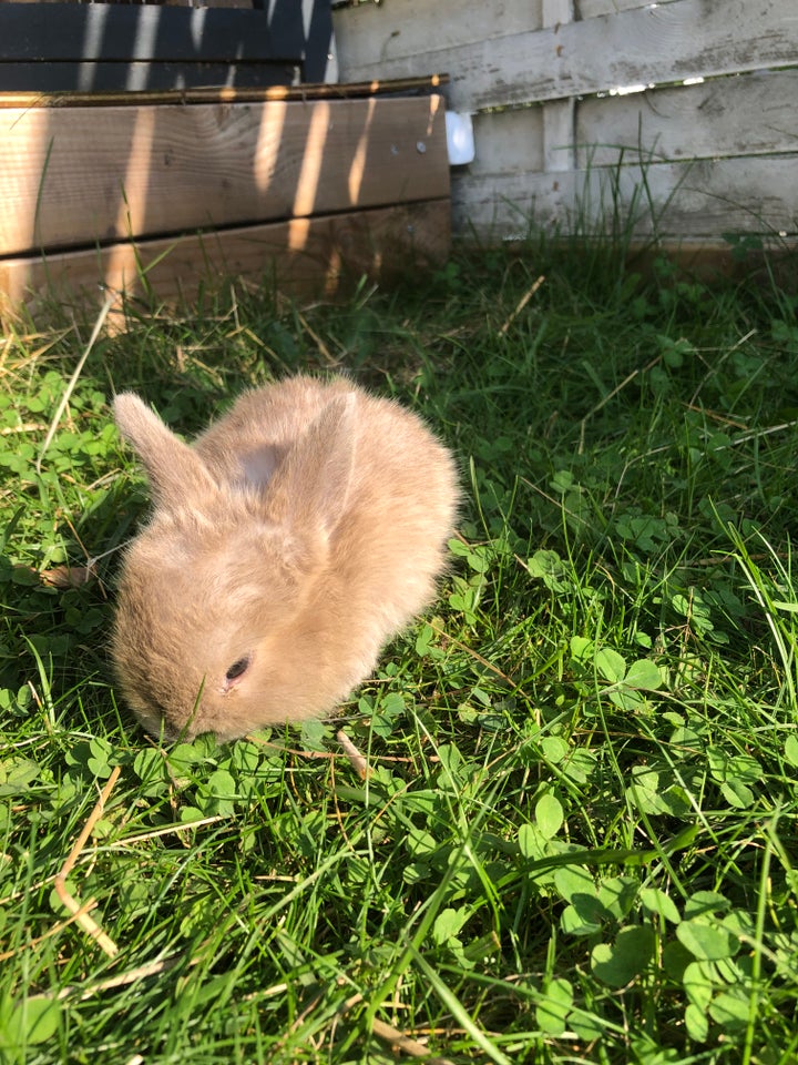 Kanin, Mini Lop, 0 år